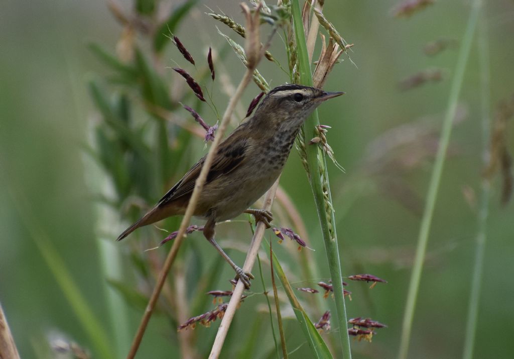 Forapaglie comune ?  S,  Acrocephalus schoenobaenus